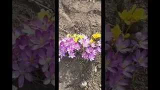 Весна!
