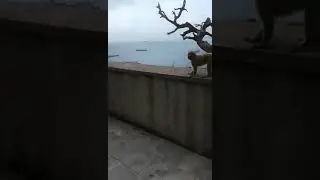 Shocking Monkey Fight on the Rock of Gibraltar