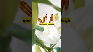Descubre los mejores planes de primavera en Ohio en 2024.
