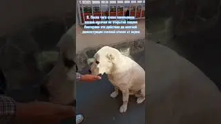 Как научить собаку не поднимать с земли