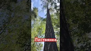 Листвянка.