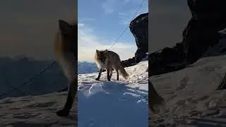 Эльбрус. Лисы. 🦊 #travel #nature #mountain