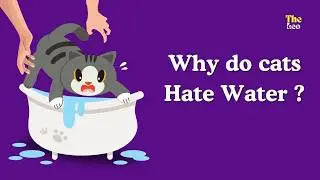 Cats vs Water | Why does my cat doesn't like bath - Swimming Cats