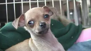 Chihuahua Puppies- 