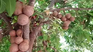 Chùa Liên Hoa huyện đông hải rất đẹp và thanh tịnh