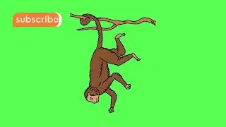 Monkey Hanging out|| Copyright free to use|| Green screen background clips 388