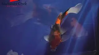 goldenfish002