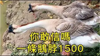 中國肇慶鄉村田園你敢信嗎？ 30斤巨鵝鎮場价值不菲！採青李｜桑葚｜木瓜｜檸檬｜砍芭蕉｜餵鴨子，百畝芡實超治癒，田埂蔬菜現摘現吃！#Countryside