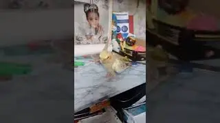 Жирика