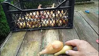 Лук шалот -долгожданный,потрясающе вкусный