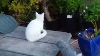 Longfellow the Cat chases a Fox Away!