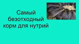 Самый безотходный корм для нутрий