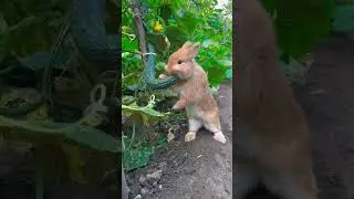 #rabbit #rabbits #rabbitlove #rabbitlife #cuterabbit #cute #cuteanimals