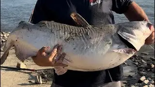 New spot pays off with a dandy bluecat with a broken back!