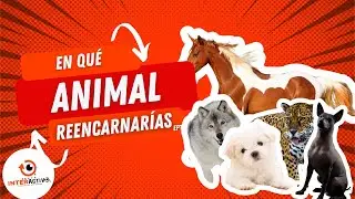 Qué le DIRÍAS a los HUMANOS👫🧑‍🤝‍🧑👫👬 si fueras un ANIMAL 🐒 ??? 🤯🤯🤯