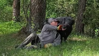 Жизнь в лесу с диким кабаном | Bushcraft
