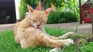 放轻松🎻🐱  猫咪睡着很憨憨的