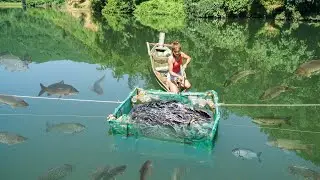 How to Trap Fish With Bamboo on Big Rivers During Flood Season. Pretty Girl Trap Big School Of Fish
