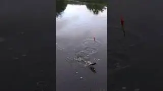 Рыба хватает С Лету 😁 #fishing #рыбалка #shortvideo #лещ #shorts