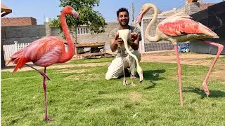 Hmare Pas Piara Sa Gift Agiya😍its Flamingos🦩