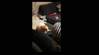 The Panda Massacre