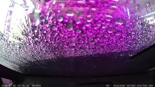 Dashcam Car Wash - ASMR