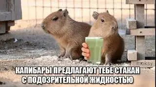 КАПИБАРА ПРЕДЛАГАЕТ ТЕБЕ ПОДОЗРИТЕЛЬНУЮ ЖИДКОСТЬ 💀💀💀💀
