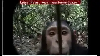 Chimp discover camera / So funny