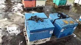 Бакфаст. массовый облет 2023г.