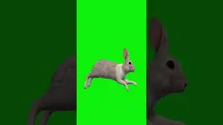 rabbit running green screen video
