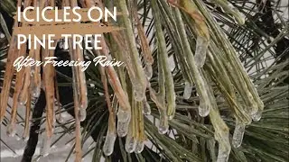 ICICLES ON PINE TREE 🌲 AFTER FREEZING RAIN 🌧️ ❄️