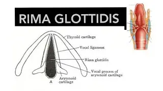 RIMA GLOTTIDIS || HINDI ||CAVITY OF  LARYNX || EXPLAINED ||