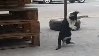 Bizim kedi gene oynuyor