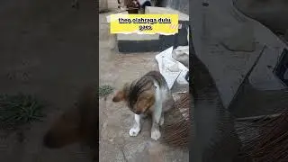 Olahraga dulu gaes #cat #kucinglucu #kucing