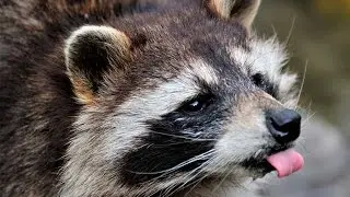 Енот или Енототерапия =^_^=