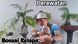 🛑 Agar Kerdil‼️Merawat Bonsai Kelapa Setelah Sayat Mawar