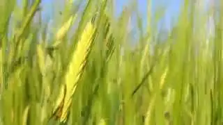 Медитация. Колосья пшеницы - Meditation. Spikelets of wheat