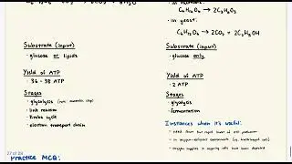 IB Biology: Aerobic and Anaerobic Respiration