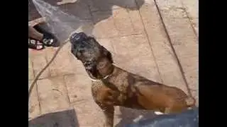 Max tomando agua de la manguera en Betera. Valencia.