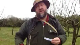 Grafting fruit trees-collecting scion wood