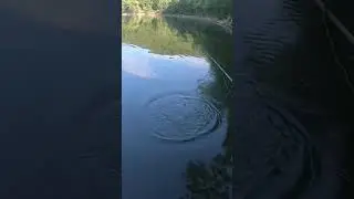 You got to see this TOPWATER bite! 