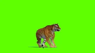 Tiger Green Screen | Green Screen Tiger Die | No Copyright Video |