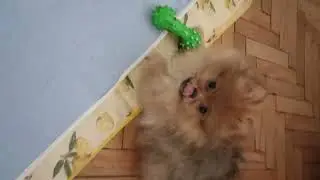 Самые красивые и воспитанные щенки шпица