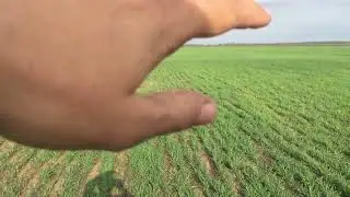 Пшеница в Крыму! 15.04.22 Банковская карта