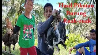 Cara Menangkap Burung Ruak ruak !
