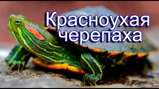 Красноухая Черепаха: содержание в домашних условиях
