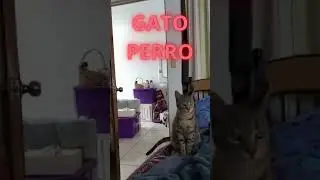 Gato Perro 🐱🐶 un gato que va por la pelota