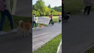 Занятие в городе, идём по маршруту. Групповые занятия с собаками в ArtaDog.