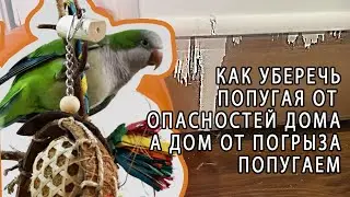 КАК ОБЕЗОПАСИТЬ КОМНАТУ ДЛЯ ПОПУГАЯ И МИНИМИЗИРОВАТЬ ПОРЧУ ИМУЩЕСТВА ОТ ПОПУГАЯ