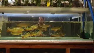 6ft Peacock Bass tank | Spider Kelberi | Orinoco | Water change